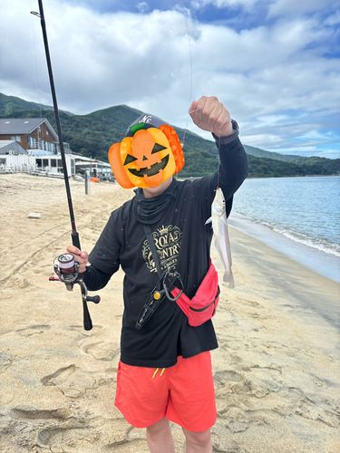 キスの釣果