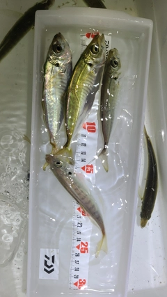 アジの釣果