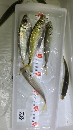アジの釣果