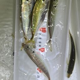 アジ