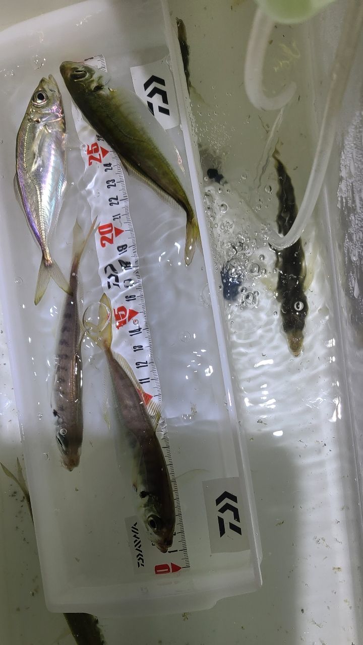 アジ