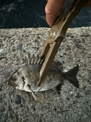 キビレの釣果