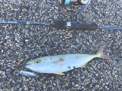 ワカシの釣果