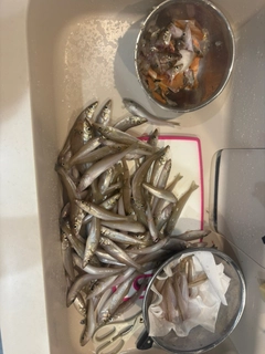 キスの釣果