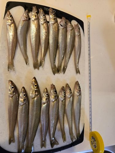 シロギスの釣果