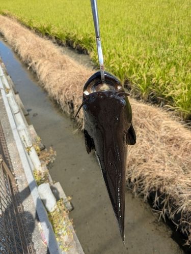 ナマズの釣果