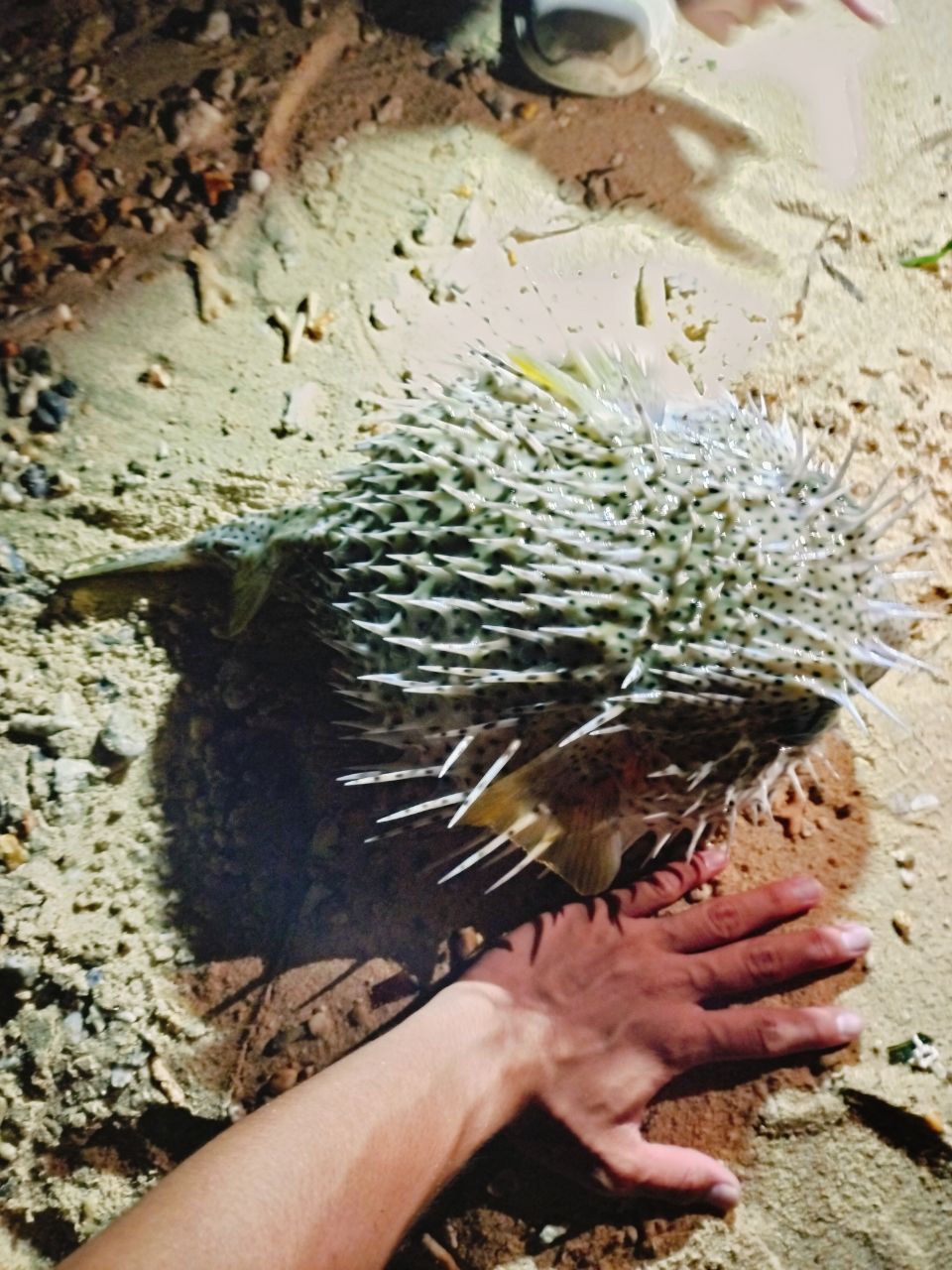 ハリセンボン