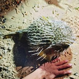 ハリセンボン