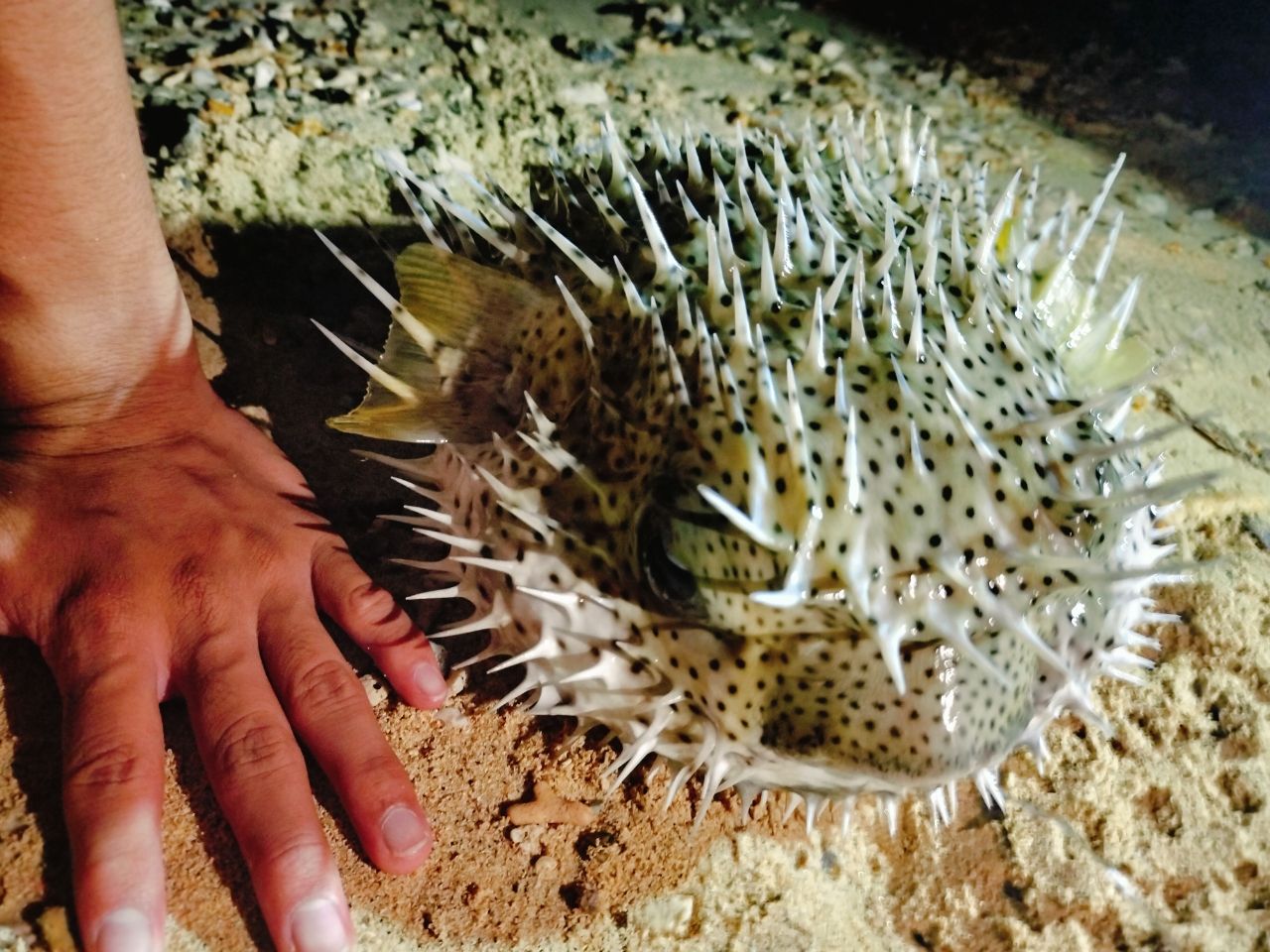 ハリセンボン