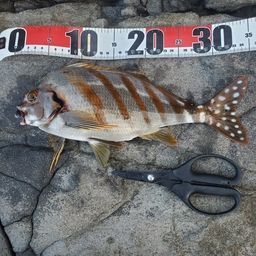 タカノハダイ