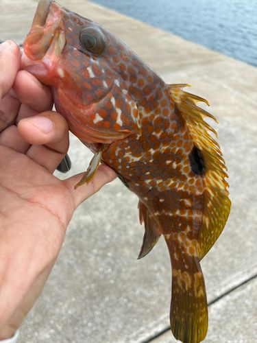 アコウの釣果