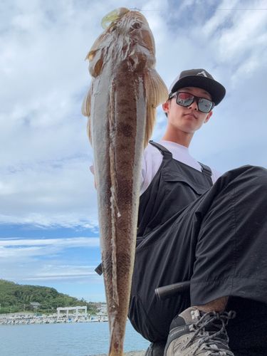 マゴチの釣果