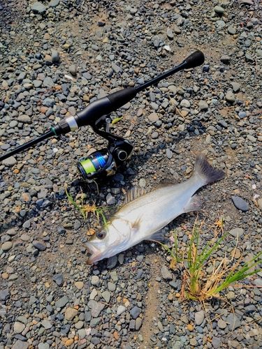 セイゴ（ヒラスズキ）の釣果
