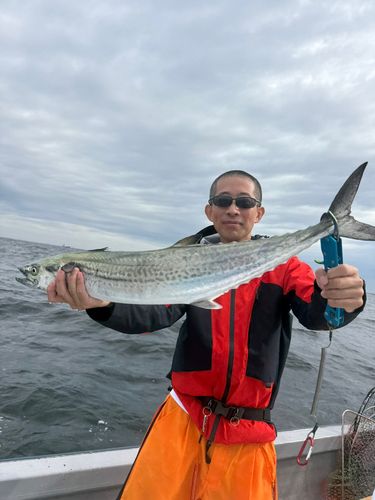 サワラの釣果