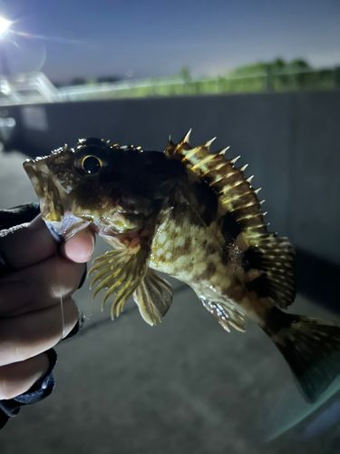 カサゴの釣果