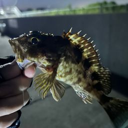 カサゴ
