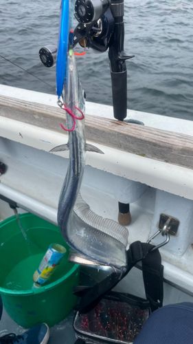 タチウオの釣果