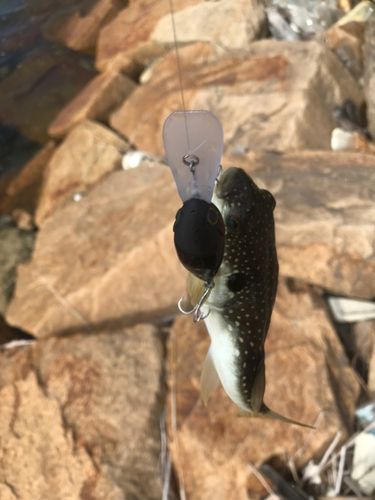 クサフグの釣果