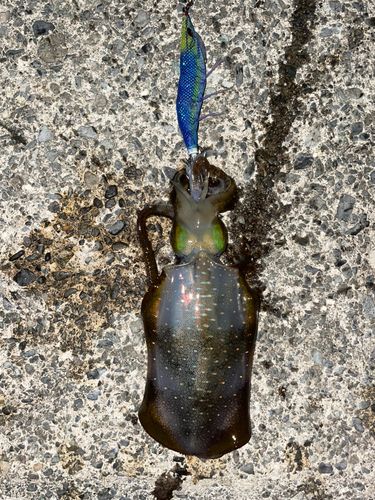 アオリイカの釣果