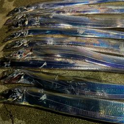 タチウオ