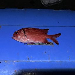 チカメキントキ