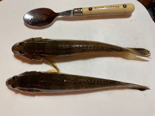 ハゼの釣果