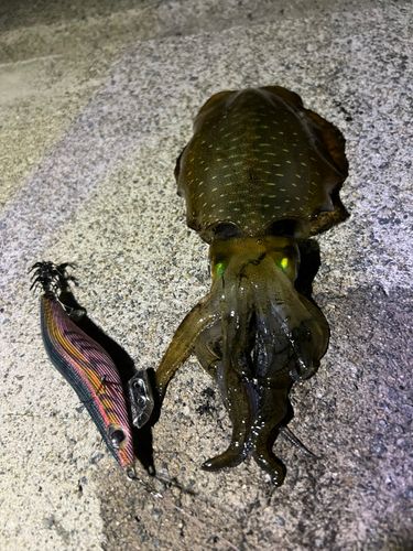 アオリイカの釣果