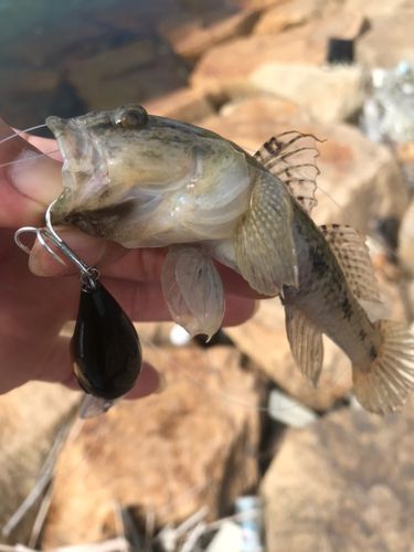 マハゼの釣果