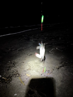 ワタリガニの釣果