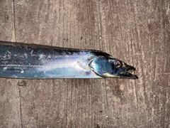 タチウオの釣果