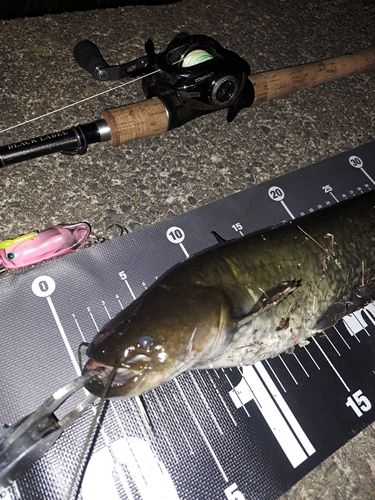 ナマズの釣果