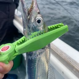 タチウオ