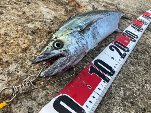 サゴシの釣果