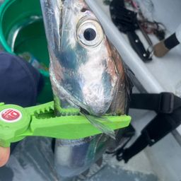 タチウオ