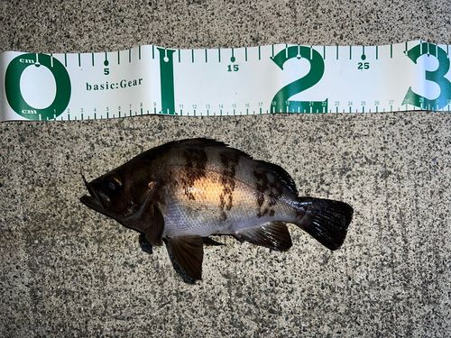 メバルの釣果