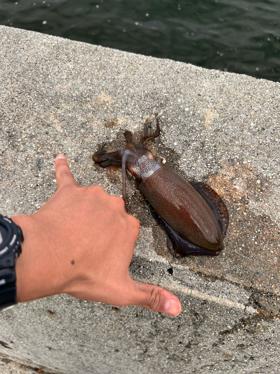 アオリイカ