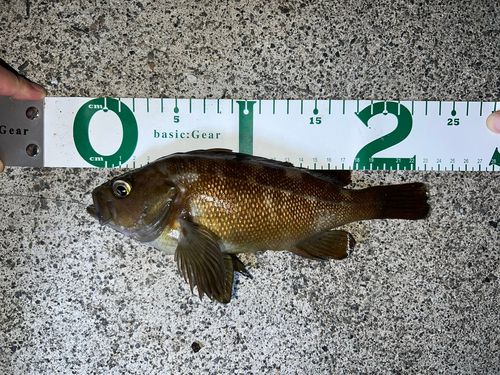メバルの釣果