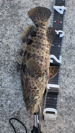 チャイロマルハタの釣果