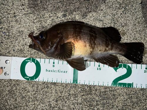 メバルの釣果