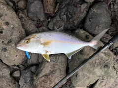 ネリゴの釣果
