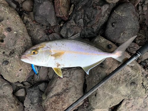 ネリゴの釣果
