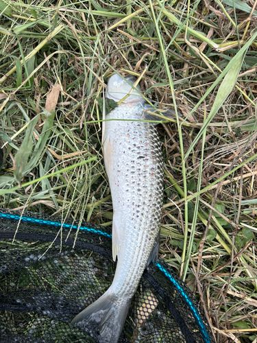 ボラの釣果