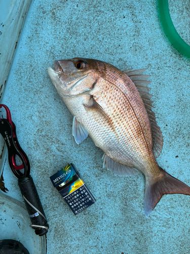マダイの釣果
