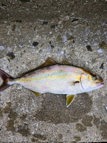 ネリゴの釣果