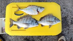 クロダイの釣果