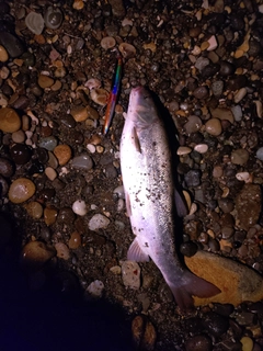 ウグイの釣果