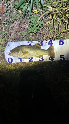 ラージマウスバスの釣果