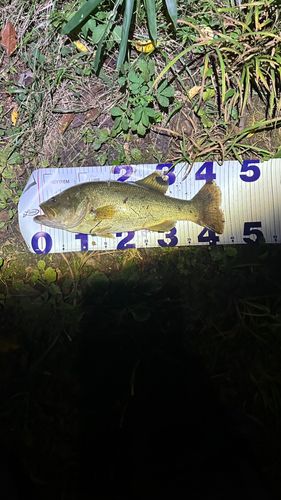 ラージマウスバスの釣果