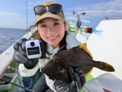 カワハギの釣果