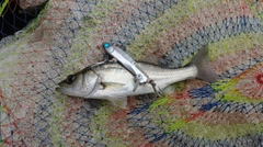 セイゴ（マルスズキ）の釣果